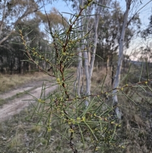 Hakea microcarpa at Captains Flat, NSW - 28 Sep 2023 05:59 PM