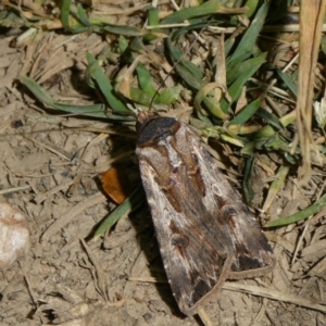 Agrotis munda at Charleys Forest, NSW - suppressed