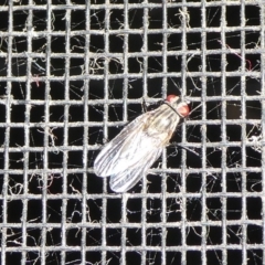 Muscidae (family) (Unidentified muscid fly) at Charleys Forest, NSW - 26 Sep 2023 by arjay