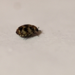 Anthrenus verbasci (Varied or Variegated Carpet Beetle) at Wodonga, VIC - 28 Sep 2023 by KylieWaldon