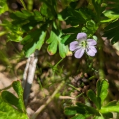 Geranium sp. Pleated sepals (D.E.Albrecht 4707) Vic. Herbarium at Whitlam, ACT - 28 Sep 2023