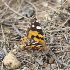 Vanessa kershawi (Australian Painted Lady) at Bombala, NSW - 27 Sep 2023 by AlisonMilton