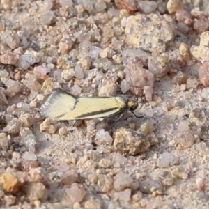 Philobota undescribed species near arabella at Maffra, NSW - 27 Sep 2023