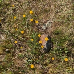 Leptorhynchos squamatus subsp. squamatus (Scaly Buttons) at Belconnen, ACT - 28 Sep 2023 by CattleDog