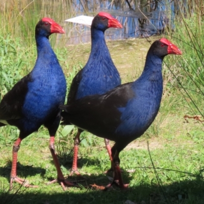 Porphyrio melanotus (Australasian Swamphen) at Stranger Pond - 28 Sep 2023 by RodDeb