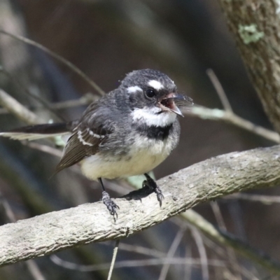 Rhipidura albiscapa (Grey Fantail) at Bonython, ACT - 28 Sep 2023 by RodDeb