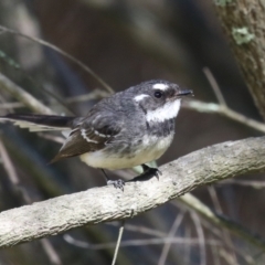 Rhipidura albiscapa at Bonython, ACT - 28 Sep 2023