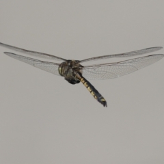 Hemicordulia tau (Tau Emerald) at Bonython, ACT - 28 Sep 2023 by RodDeb