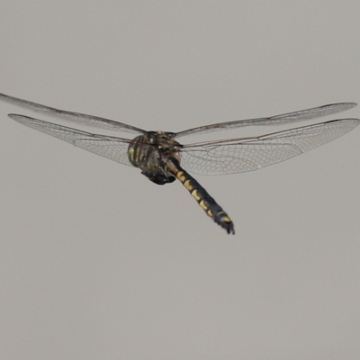 Hemicordulia tau (Tau Emerald) at Bonython, ACT - 28 Sep 2023 by RodDeb