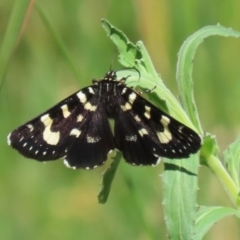 Phalaenoides tristifica (Willow-herb Day-moth) at Bonython, ACT - 28 Sep 2023 by RodDeb