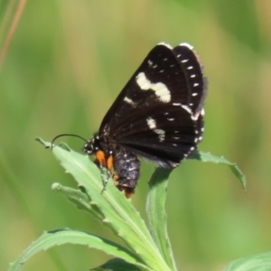 Phalaenoides tristifica at Bonython, ACT - 28 Sep 2023