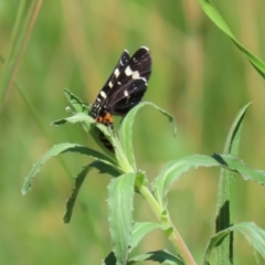 Phalaenoides tristifica at Bonython, ACT - 28 Sep 2023