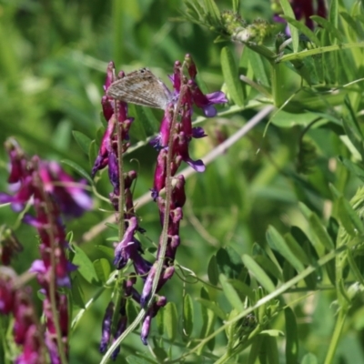 Vicia villosa subsp. eriocarpa (Russian Vetch) at Bonython, ACT - 28 Sep 2023 by RodDeb