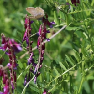 Vicia villosa subsp. eriocarpa at Bonython, ACT - 28 Sep 2023