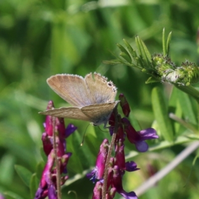 Lampides boeticus (Long-tailed Pea-blue) at Bonython, ACT - 28 Sep 2023 by RodDeb