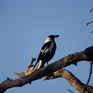 Gymnorhina tibicen at O'Malley, ACT - 28 Sep 2023