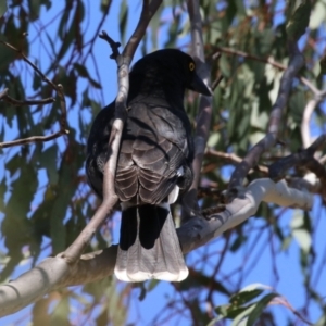 Strepera graculina at Bonython, ACT - 28 Sep 2023 12:33 PM