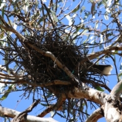 Strepera graculina at Bonython, ACT - 28 Sep 2023