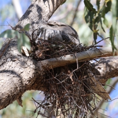 Podargus strigoides (Tawny Frogmouth) at Stranger Pond - 28 Sep 2023 by RodDeb