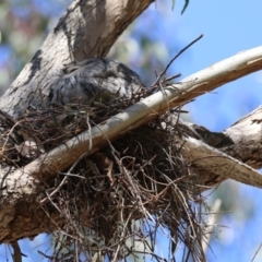 Podargus strigoides at Bonython, ACT - 28 Sep 2023 12:48 PM