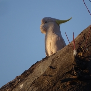 Cacatua galerita at O'Malley, ACT - 28 Sep 2023