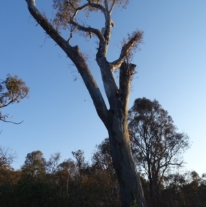 Cacatua galerita at O'Malley, ACT - 28 Sep 2023