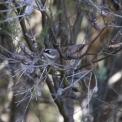 Sericornis frontalis (White-browed Scrubwren) at Stranger Pond - 28 Sep 2023 by RodDeb