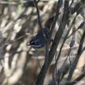 Sericornis frontalis at Bonython, ACT - 28 Sep 2023