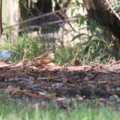 Sericornis frontalis at Bonython, ACT - 28 Sep 2023