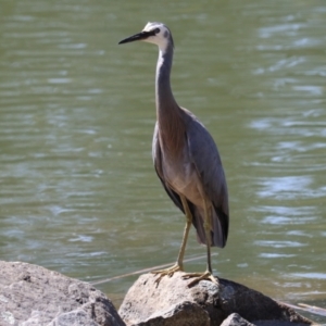 Egretta novaehollandiae at Bonython, ACT - 28 Sep 2023 12:50 PM