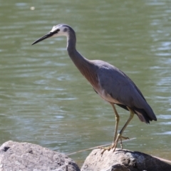 Egretta novaehollandiae at Bonython, ACT - 28 Sep 2023