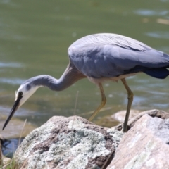 Egretta novaehollandiae at Bonython, ACT - 28 Sep 2023