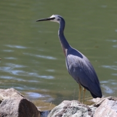 Egretta novaehollandiae at Bonython, ACT - 28 Sep 2023 12:50 PM