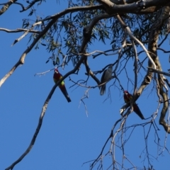 Platycercus eximius (Eastern Rosella) at O'Malley, ACT - 28 Sep 2023 by Mike