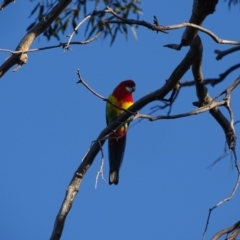 Platycercus eximius at O'Malley, ACT - 28 Sep 2023 04:48 PM