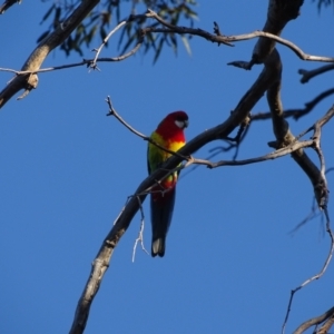 Platycercus eximius at O'Malley, ACT - 28 Sep 2023