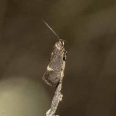 Leistomorpha brontoscopa (A concealer moth) at Meringo Nature Reserve - 27 Sep 2023 by AlisonMilton