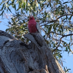 Eolophus roseicapilla at O'Malley, ACT - 28 Sep 2023