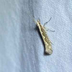 Plutella xylostella at Jerrabomberra, NSW - 26 Sep 2023