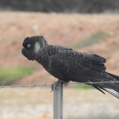 Zanda latirostris (Carnaby's Black-Cockatoo) at Williams, WA - 11 Sep 2023 by HelenCross