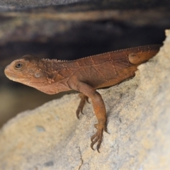 Intellagama lesueurii (Australian Water Dragon) at Tahmoor, NSW - 27 Sep 2023 by Freebird