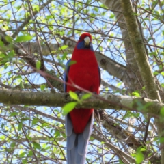 Platycercus elegans (Crimson Rosella) at Braidwood, NSW - 28 Sep 2023 by MatthewFrawley