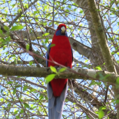 Platycercus elegans (Crimson Rosella) at Braidwood, NSW - 28 Sep 2023 by MatthewFrawley