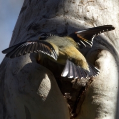 Pardalotus striatus (Striated Pardalote) at Mount Ainslie - 28 Sep 2023 by jb2602