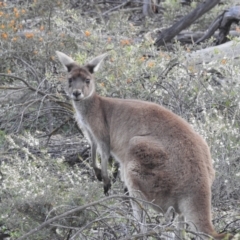 Macropus fuliginosus (Western grey kangaroo) at Dryandra, WA - 10 Sep 2023 by HelenCross