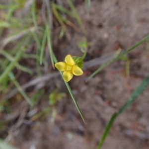 Cicendia quadrangularis at Murrumbateman, NSW - 26 Sep 2023