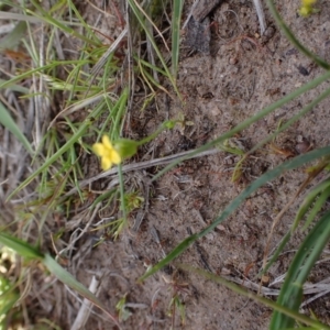 Cicendia quadrangularis at Murrumbateman, NSW - 26 Sep 2023