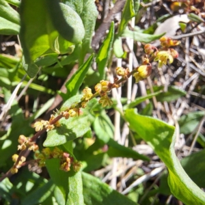 Rumex acetosella at Watson, ACT - 24 Sep 2023