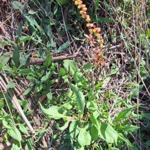 Rumex acetosella at Watson, ACT - 24 Sep 2023