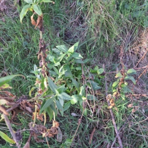 Centranthus ruber at Majura, ACT - 24 Sep 2023